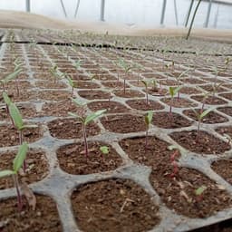 シーズンスタート🍅