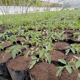 定植スタート🍅