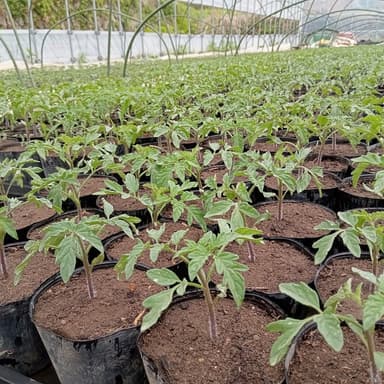 定植スタート🍅