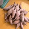 さつま芋・紅はるか　丸ごと食べれる小さいサイズ2キロ