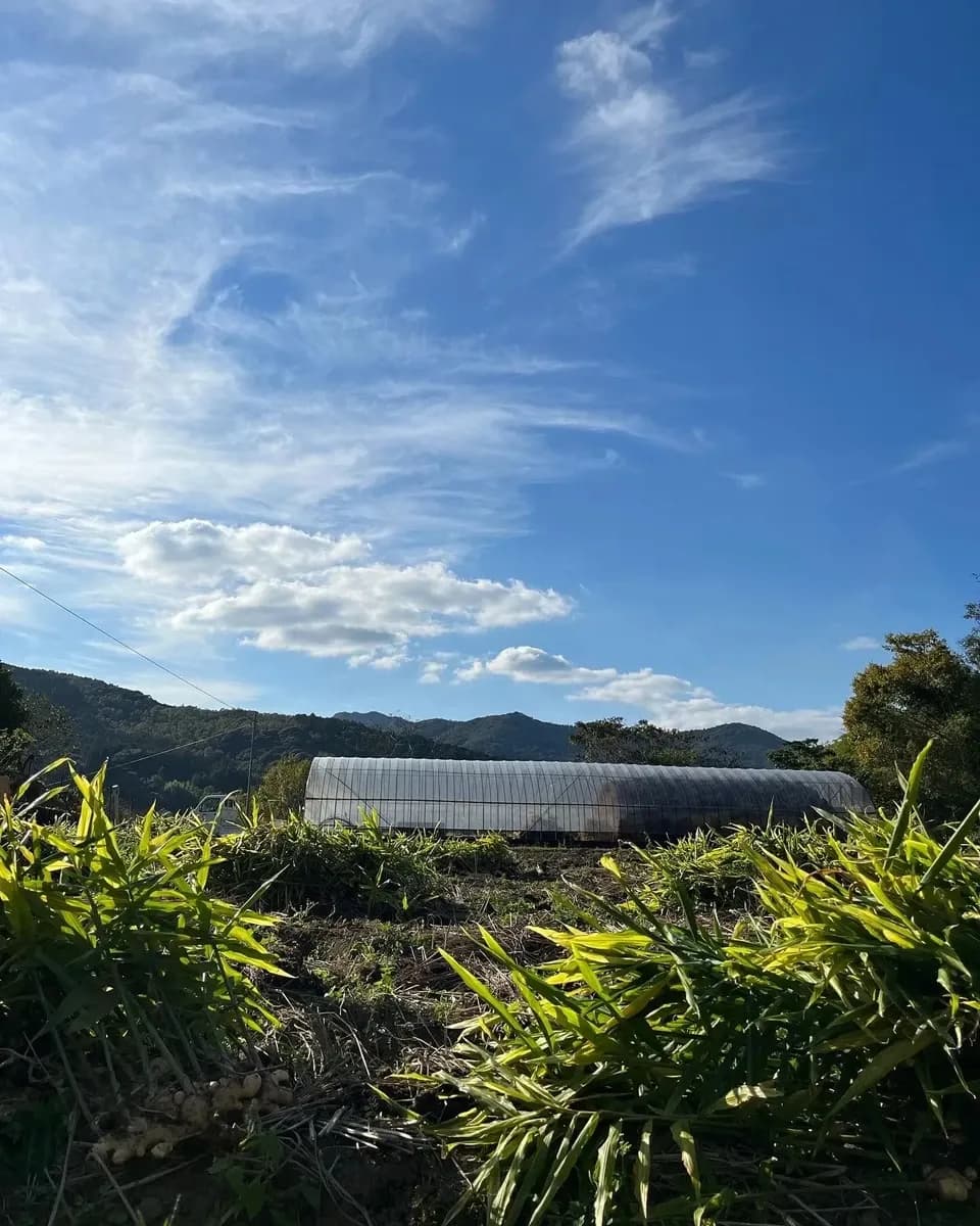しょうがジャム【自然栽培生姜と鹿児島産の洗双糖(きび砂糖)のみ】