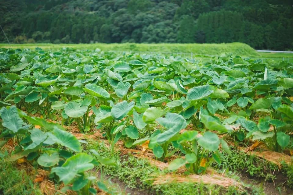 しょうがジャム【自然栽培生姜と鹿児島産の洗双糖(きび砂糖)のみ】