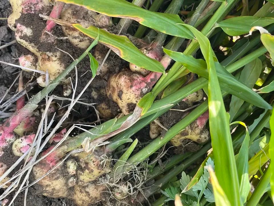 しょうがジャム【自然栽培生姜と鹿児島産の洗双糖(きび砂糖)のみ】