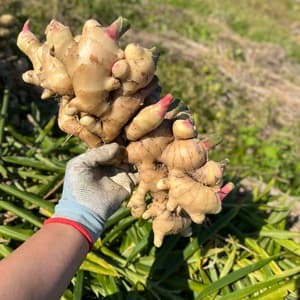 無農薬・無肥料の自然栽培生姜