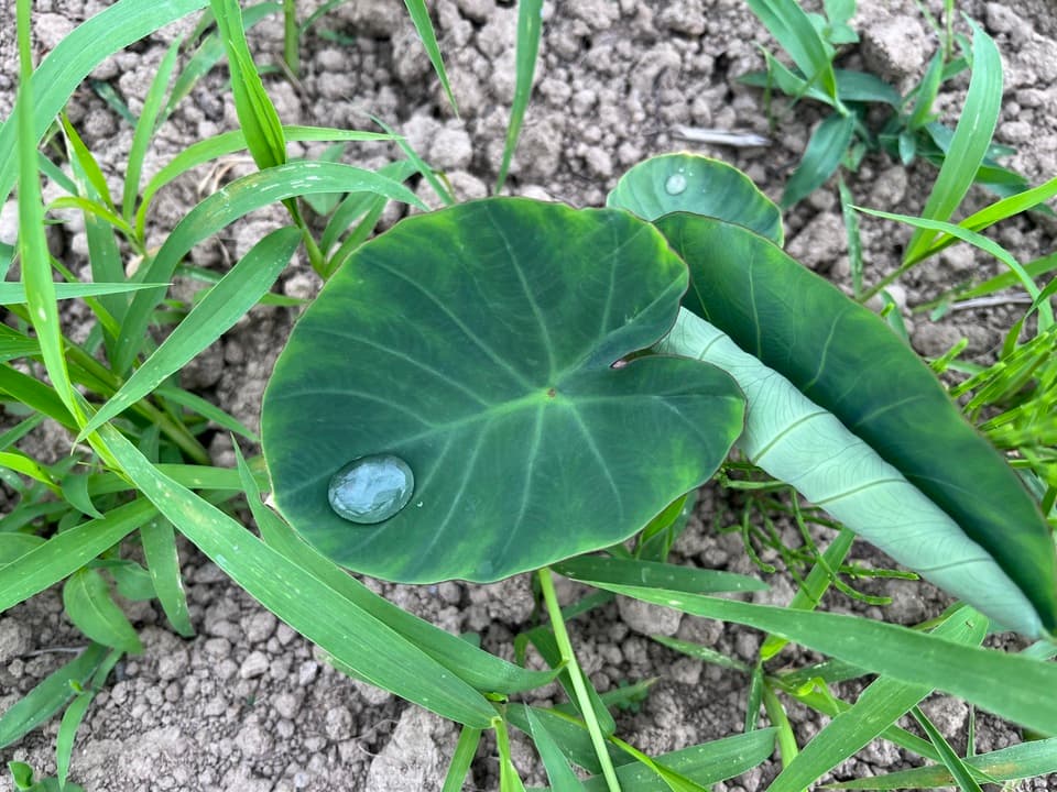 無肥料栽培　里芋