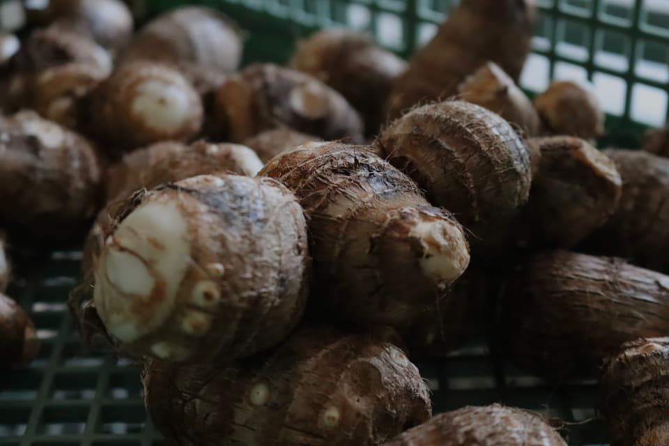 無肥料栽培　里芋