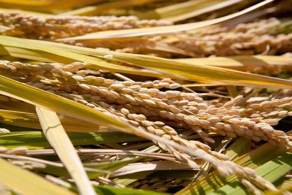 令和7年度産＜ヒノヒカリ：玄米＞農薬・化学肥料・動物性肥料不使用