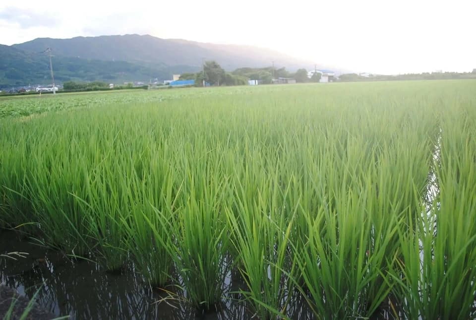 令和7年度産＜ヒノヒカリ：玄米＞農薬・化学肥料・動物性肥料不使用
