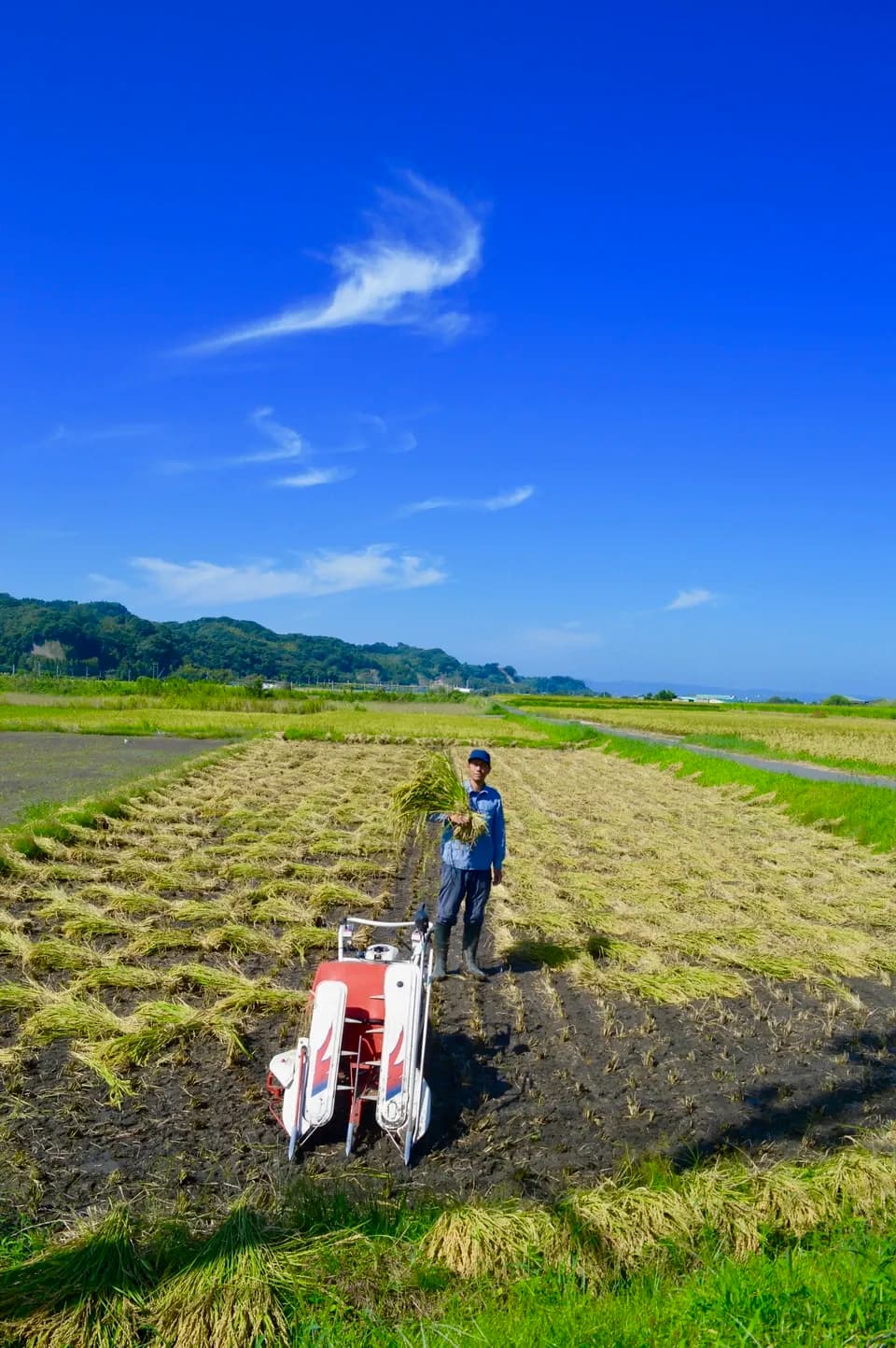 【玄米】令和年7産 / ヒノヒカリ （無農薬・無肥料）