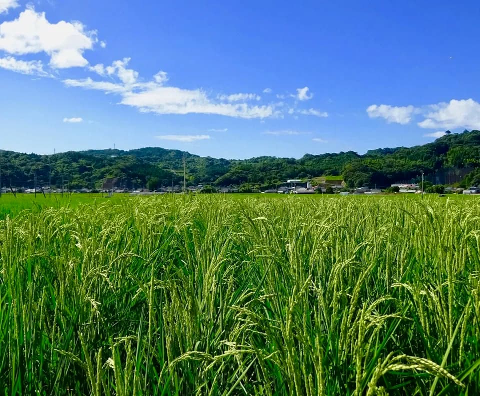 【玄米】  ササニシキ  /  令和7年産 （無農薬・無肥料）