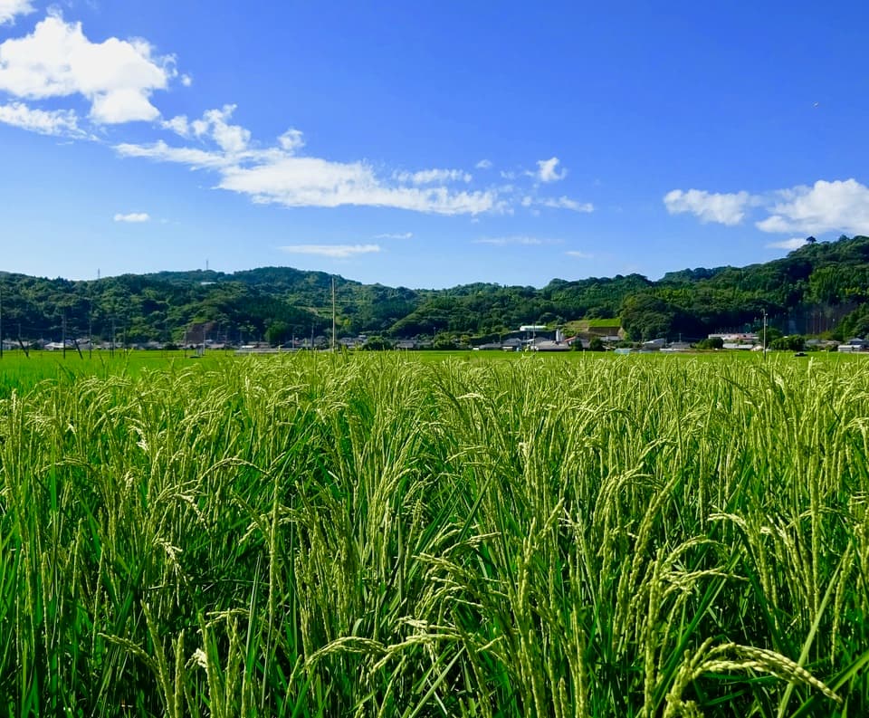 【白米】 令和7年度産 / ササニシキ（無農薬・無肥料）