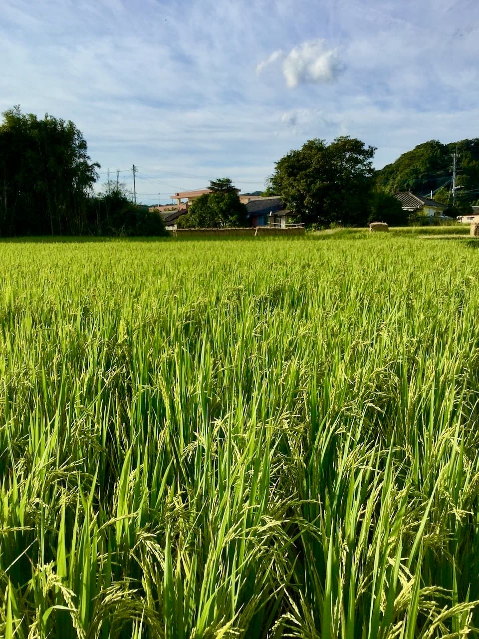 【白米】タイのもち米（カオニャオ）令和6年産（無農薬・無肥料）