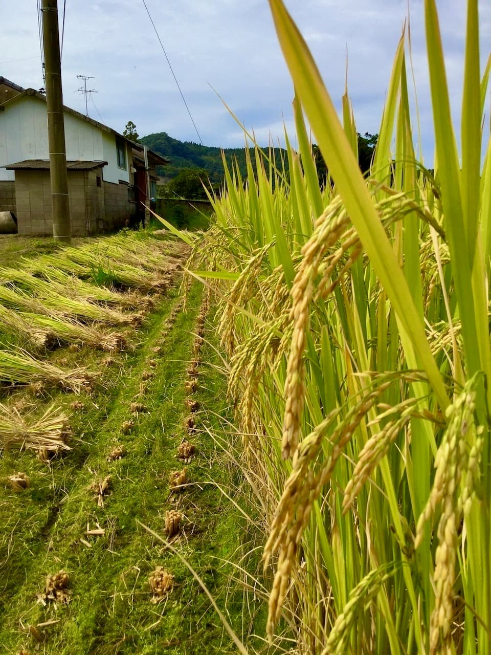 【白米】タイのもち米（カオニャオ）令和6年産（無農薬・無肥料）