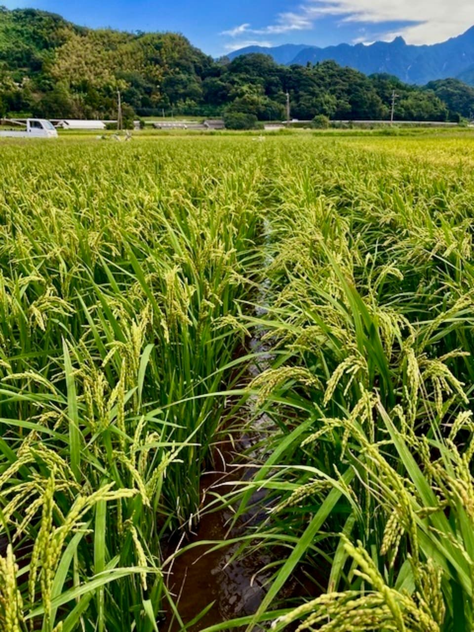 【白米】令和7年産/ 神力  無農薬・無肥料
