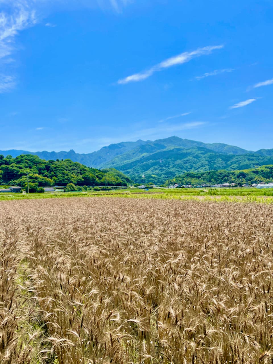 小麦粉