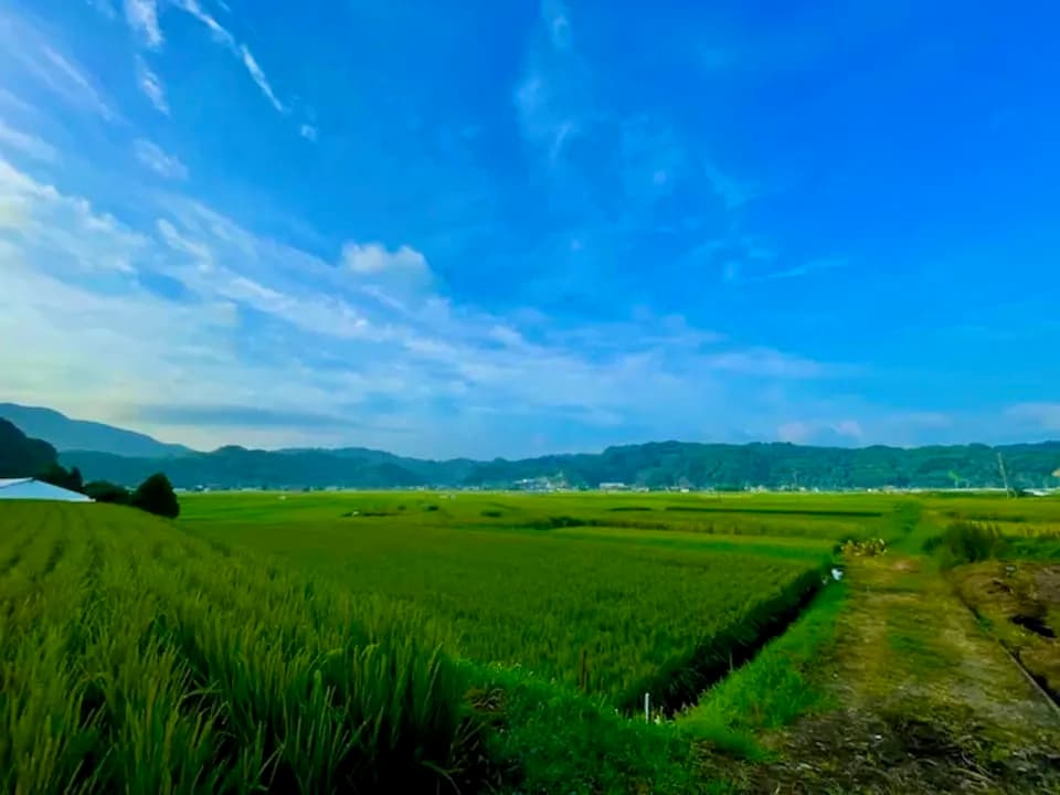 【玄米】令和年7産 / ヒノヒカリ （無農薬・無肥料）