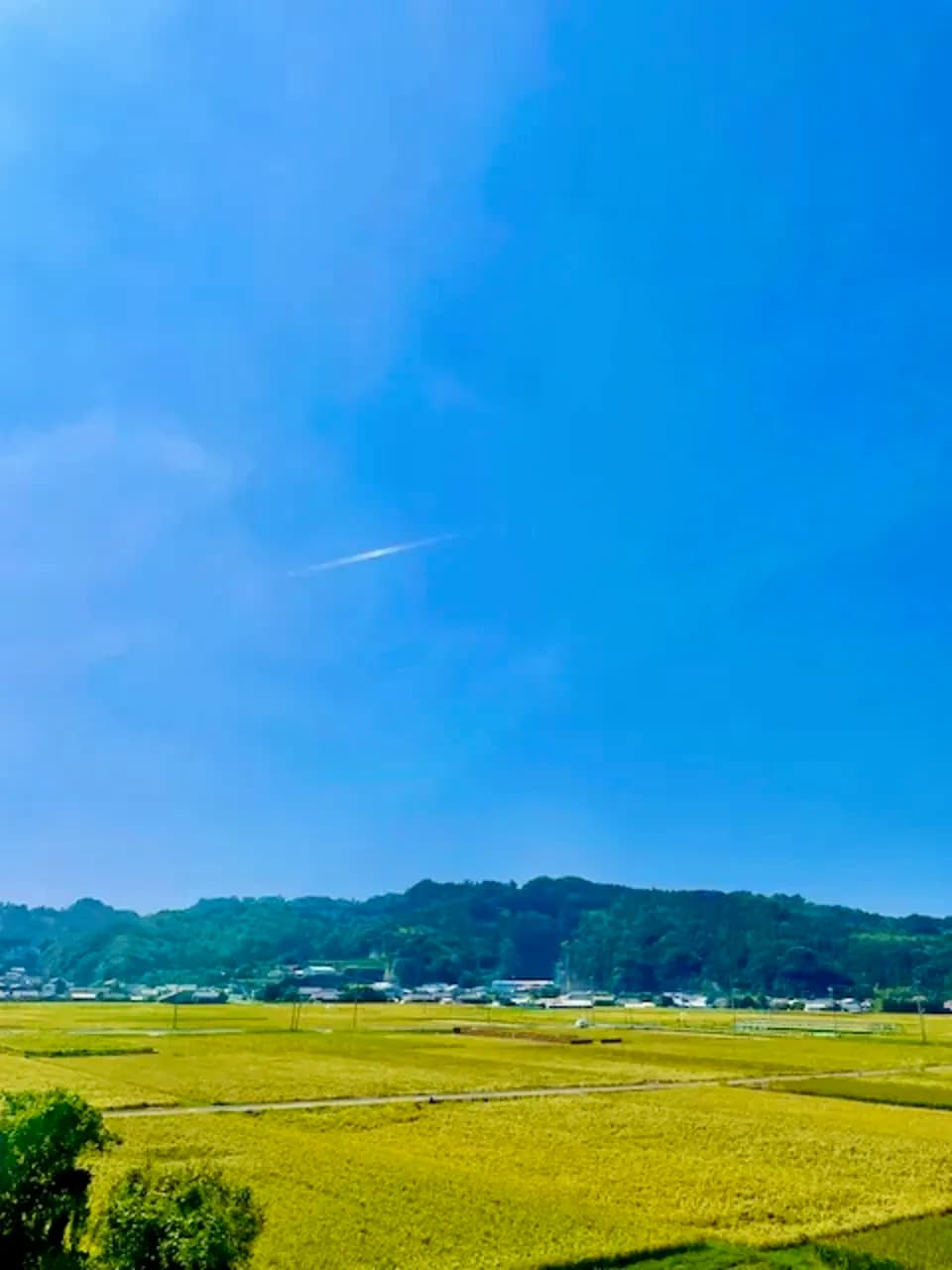 【玄米】令和年7産 / ヒノヒカリ （無農薬・無肥料）