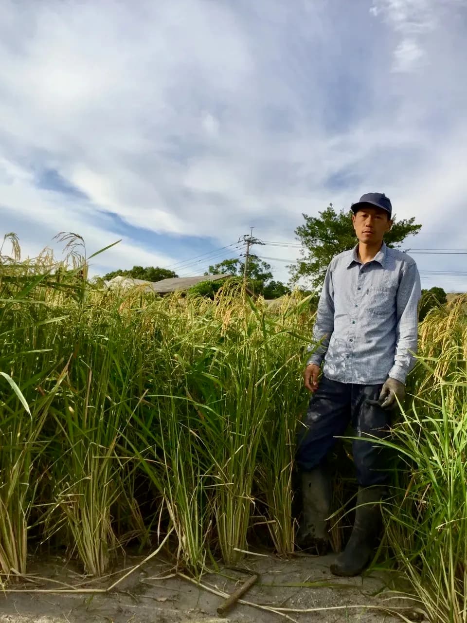 【玄米】令和7年産 タイ米（ジャスミンライス）無農薬・無肥料