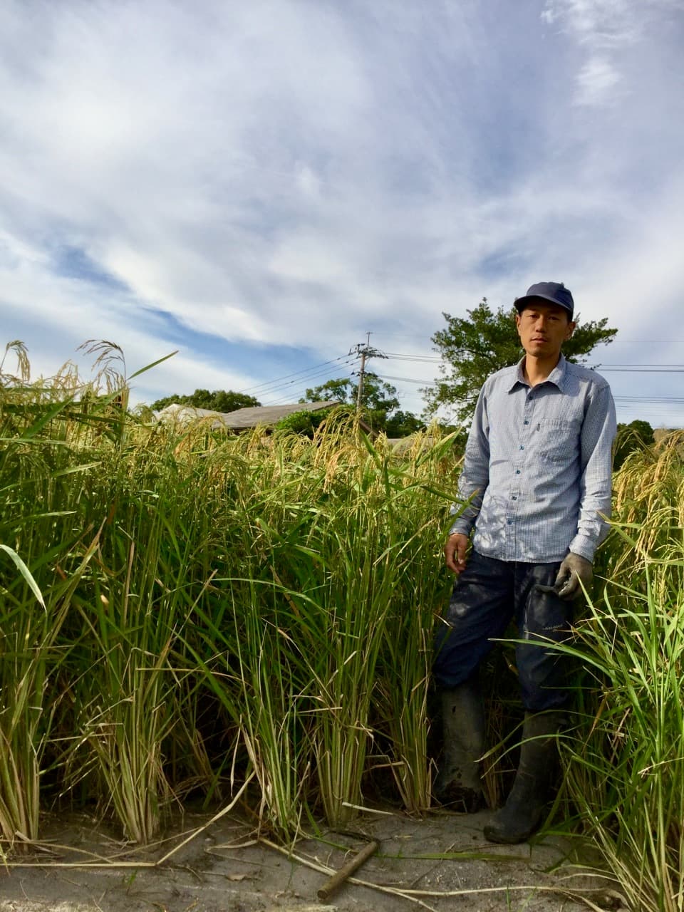 【白米】令和7年産 / タイ米（ジャスミンライス）無農薬・無肥料
