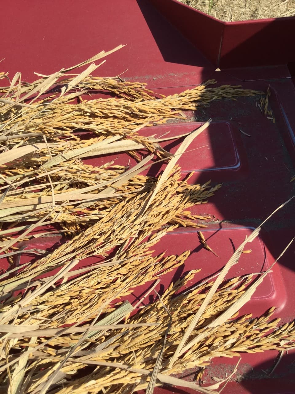 【白米】令和7年産 / タイ米（ジャスミンライス）無農薬・無肥料