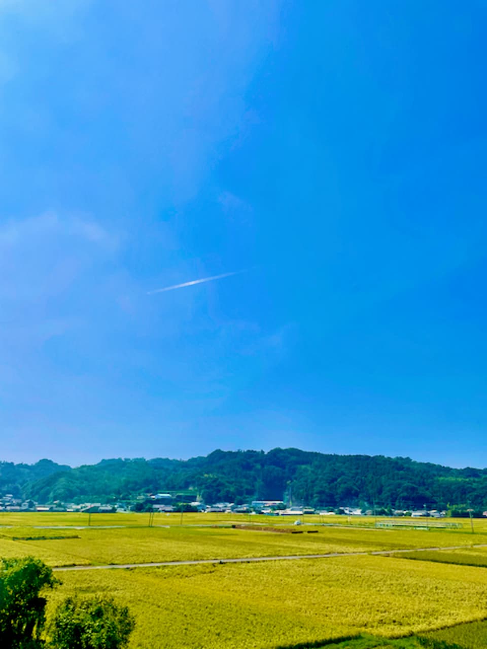 【玄米】朝日／令和7年産 ハザ掛け天日干し  （無農薬・無肥料）