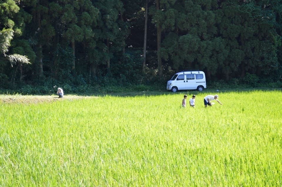 緑米 令和7年産（無農薬・無肥料/ハザかけ天日干し）