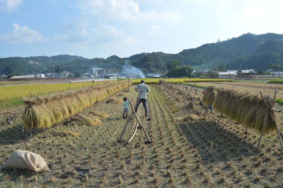 黒米 令和7年産（無農薬・無肥料/ハザかけ天日干し）
