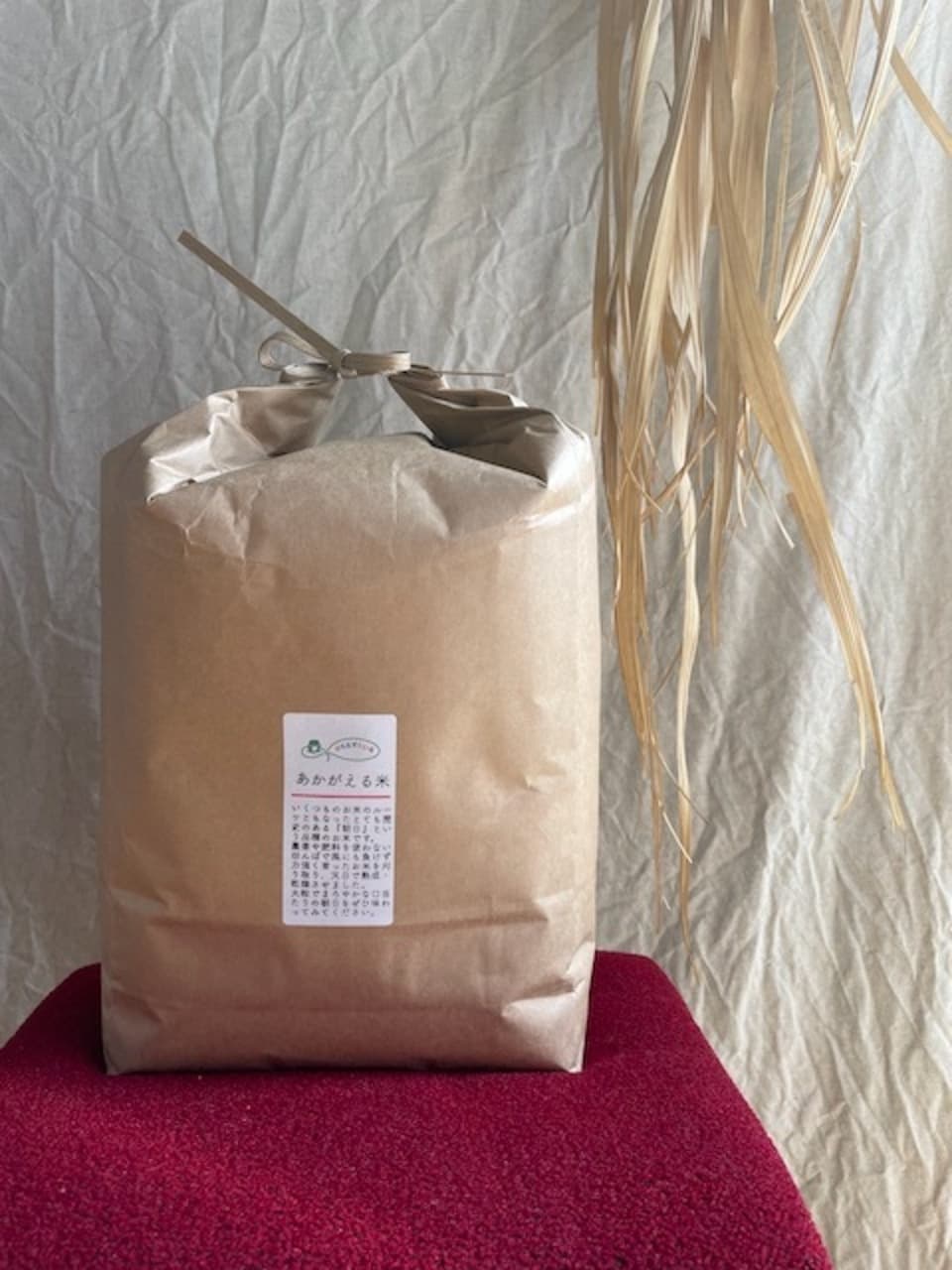 【玄米】朝日／令和7年産 ハザ掛け天日干し  （無農薬・無肥料）