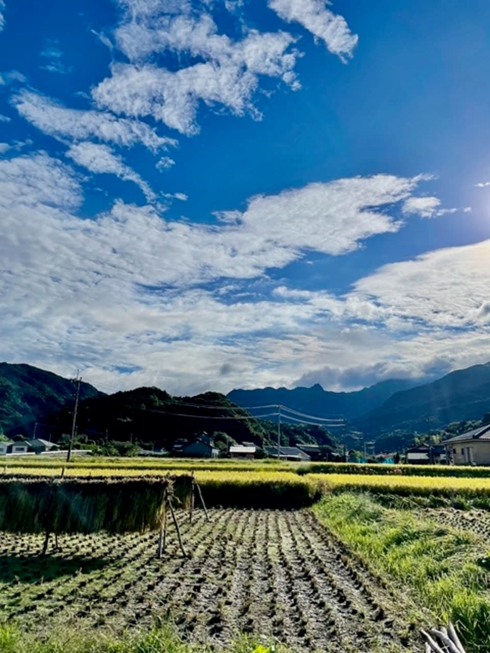 【玄米】朝日／令和7年産 ハザ掛け天日干し  （無農薬・無肥料）