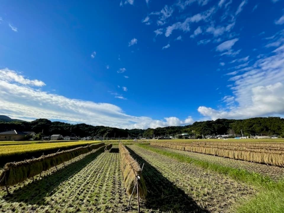 【玄米】朝日／令和7年産 ハザ掛け天日干し  （無農薬・無肥料）