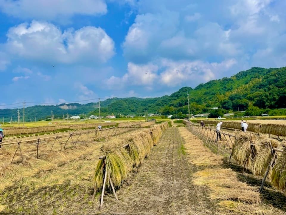 玄米】朝日／令和7年産 ハザ掛け天日干し （無農薬・無肥料） かえるす