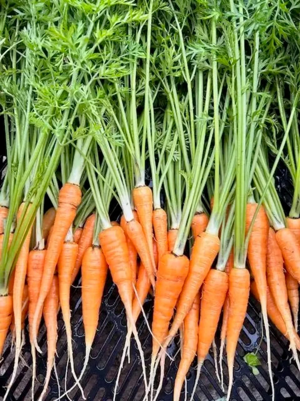 16年間　不耕起・無農薬・無肥料栽培の春野菜セット