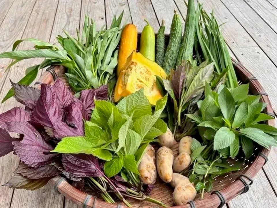 16年間　不耕起・無農薬・無肥料栽培の夏の野菜セット