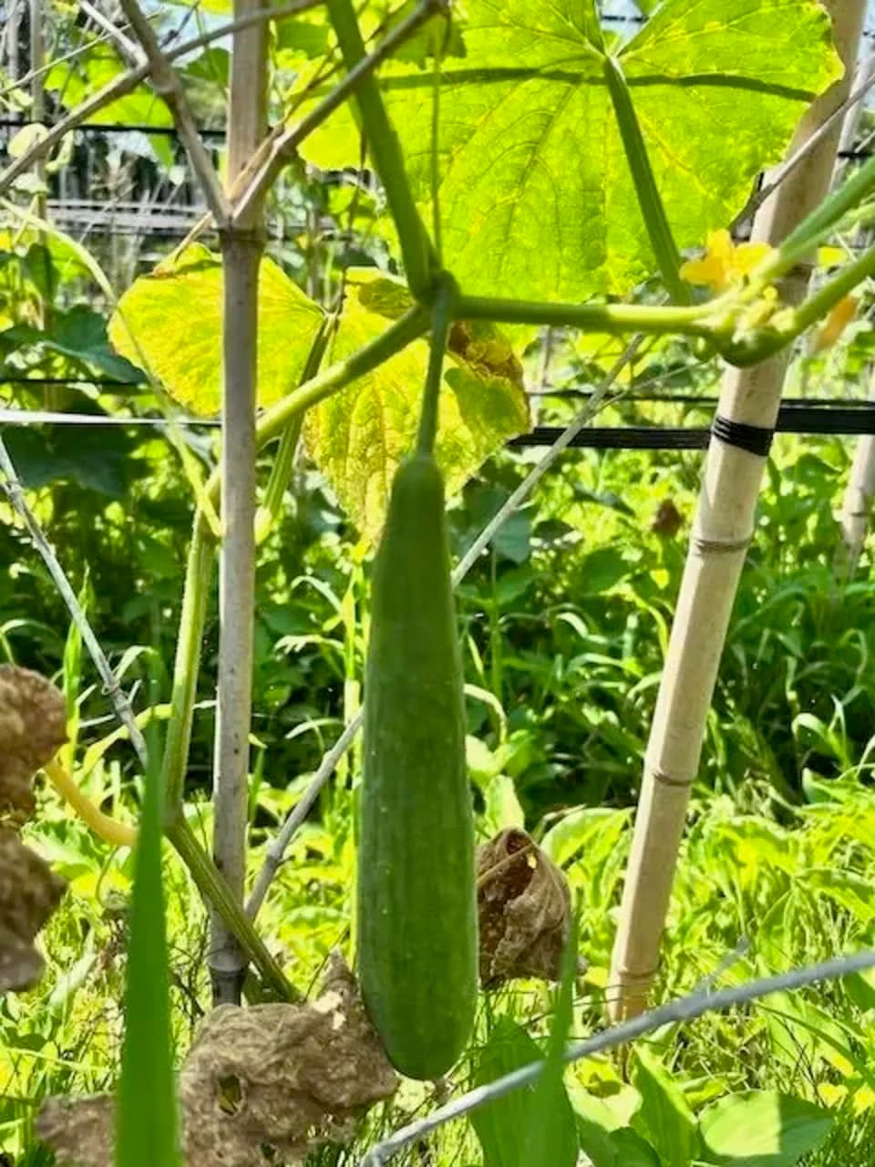 16年間　不耕起・無農薬・無肥料栽培の夏の野菜セット