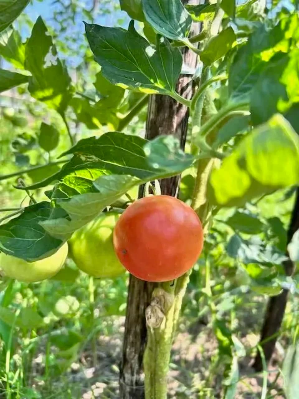 16年間　不耕起・無農薬・無肥料栽培の夏の野菜セット