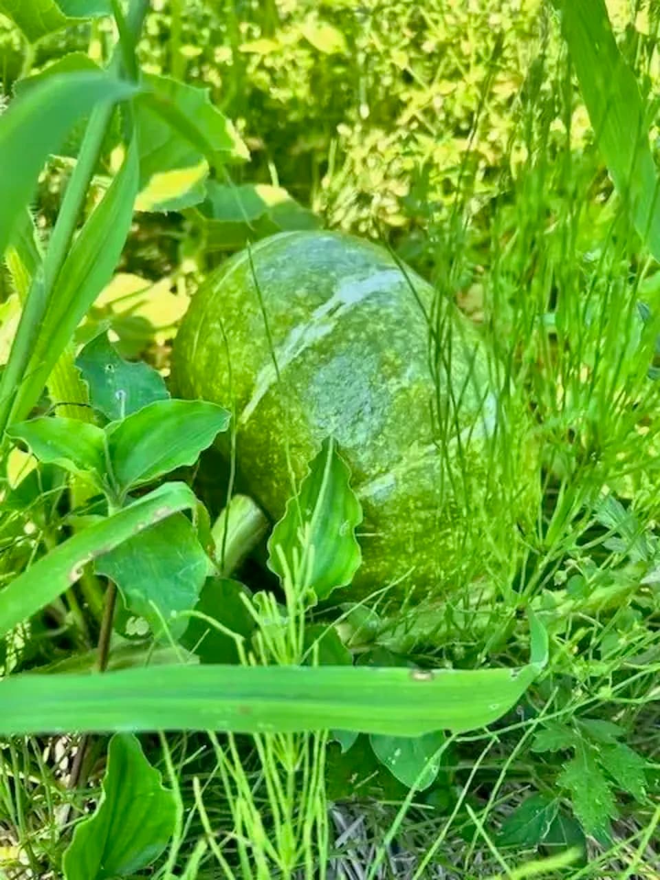 16年間　不耕起・無農薬・無肥料栽培の夏の野菜セット