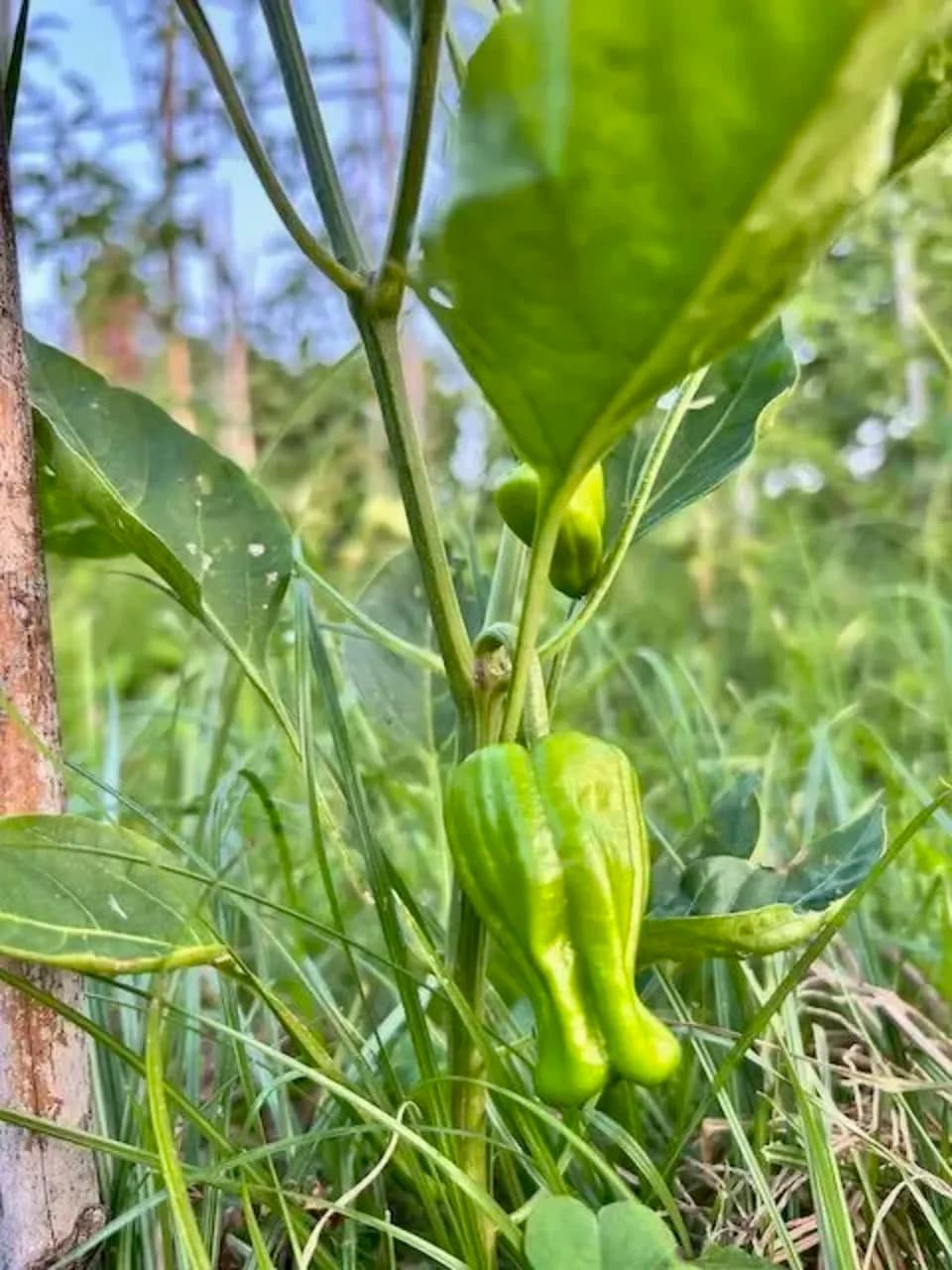16年間　不耕起・無農薬・無肥料栽培の夏の野菜セット