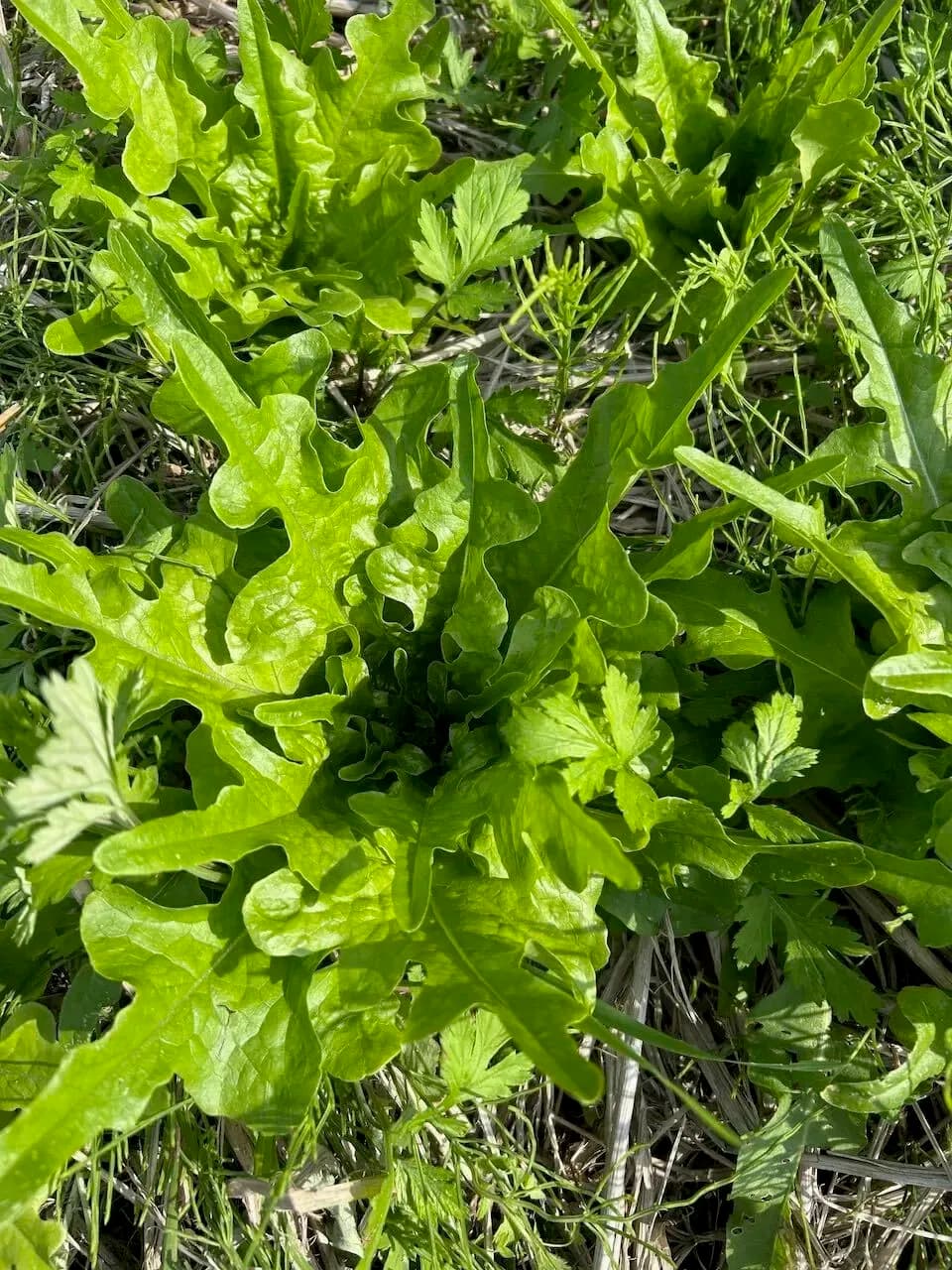 16年間　不耕起・無農薬・無肥料栽培の春野菜セット