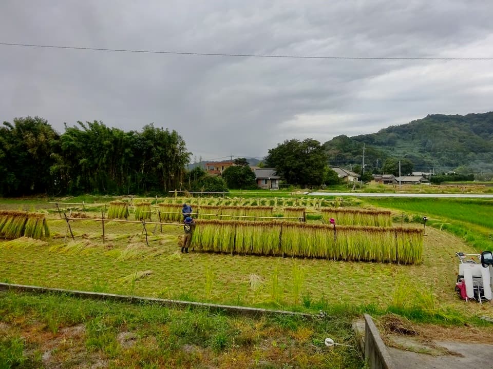 【玄米】タイのもち米（カオニャオ）令和7年産（無農薬・無肥料）