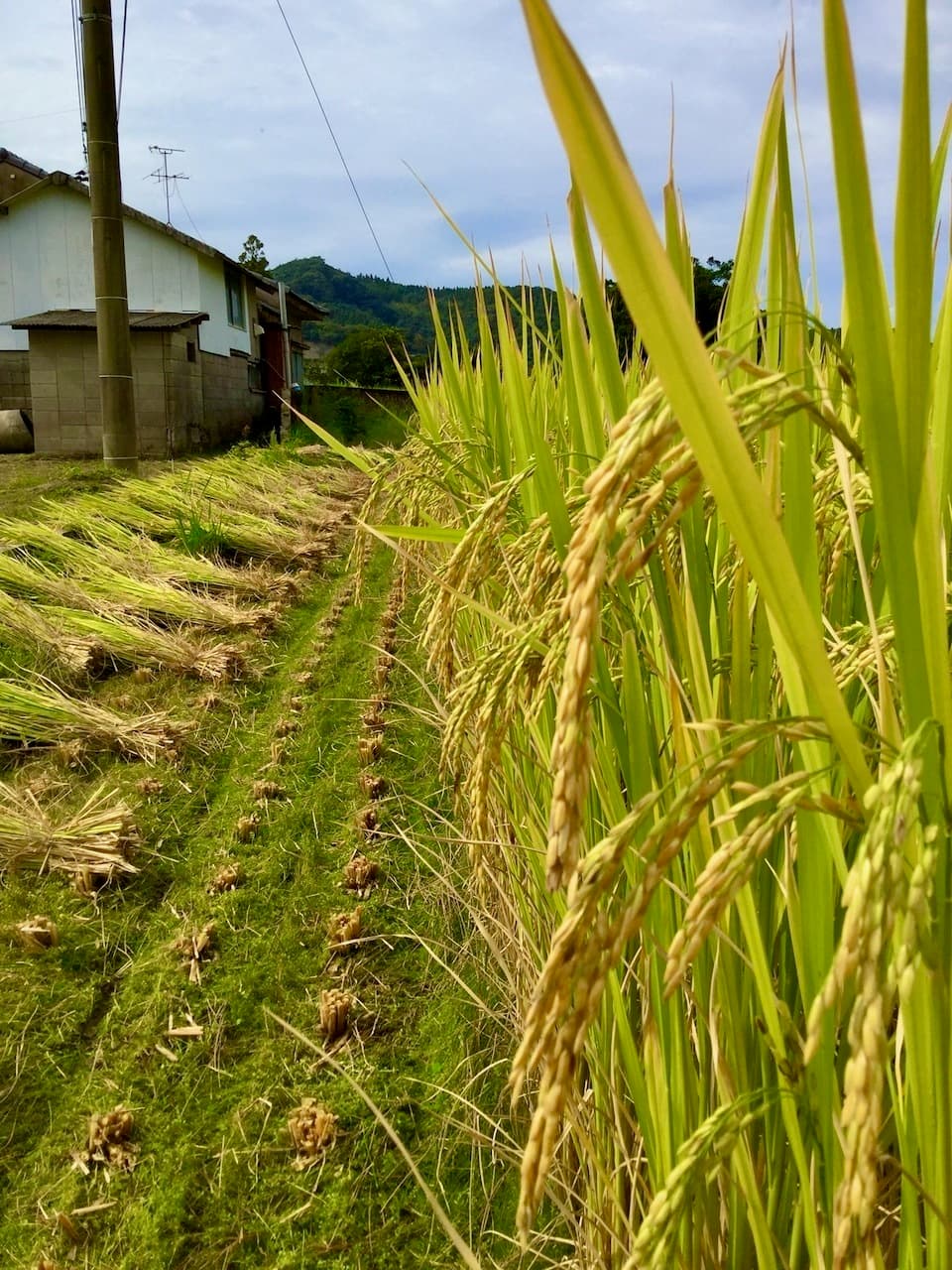 【玄米】タイのもち米（カオニャオ）令和7年産（無農薬・無肥料）