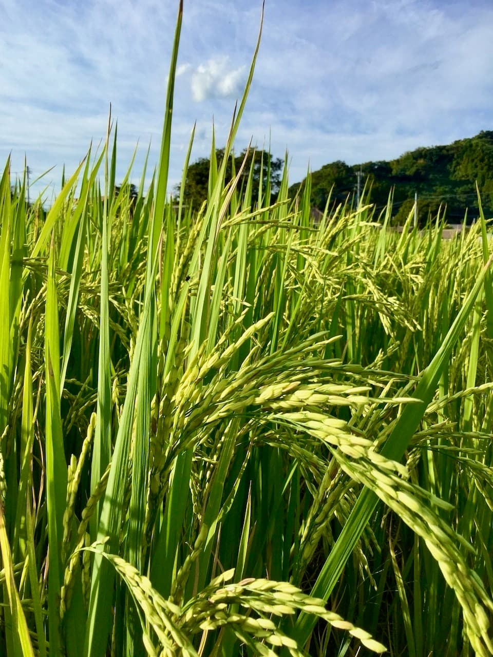 【玄米】タイのもち米（カオニャオ）令和7年産（無農薬・無肥料）