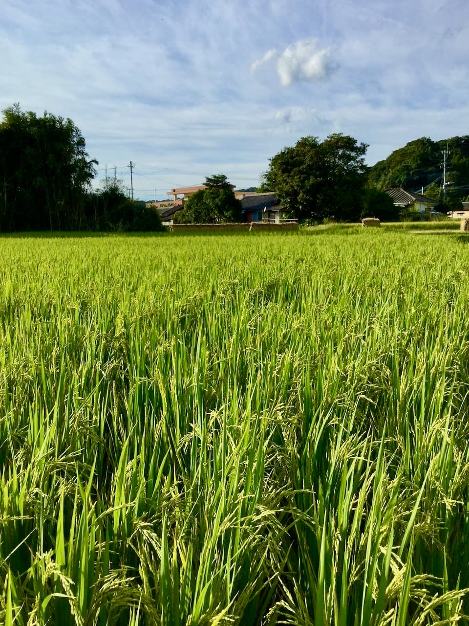 【玄米】タイのもち米（カオニャオ）令和7年産（無農薬・無肥料）
