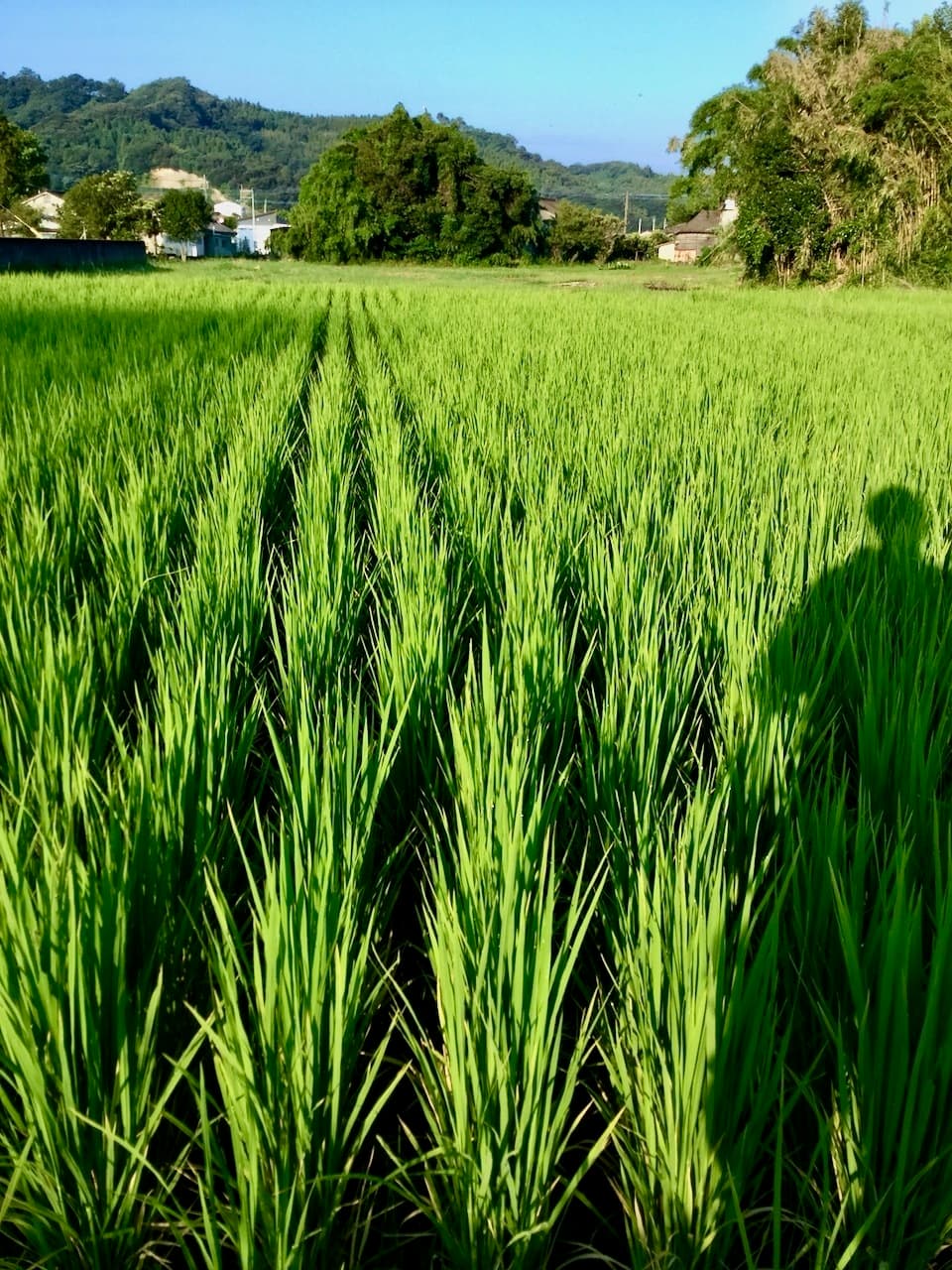 【玄米】タイのもち米（カオニャオ）令和7年産（無農薬・無肥料）