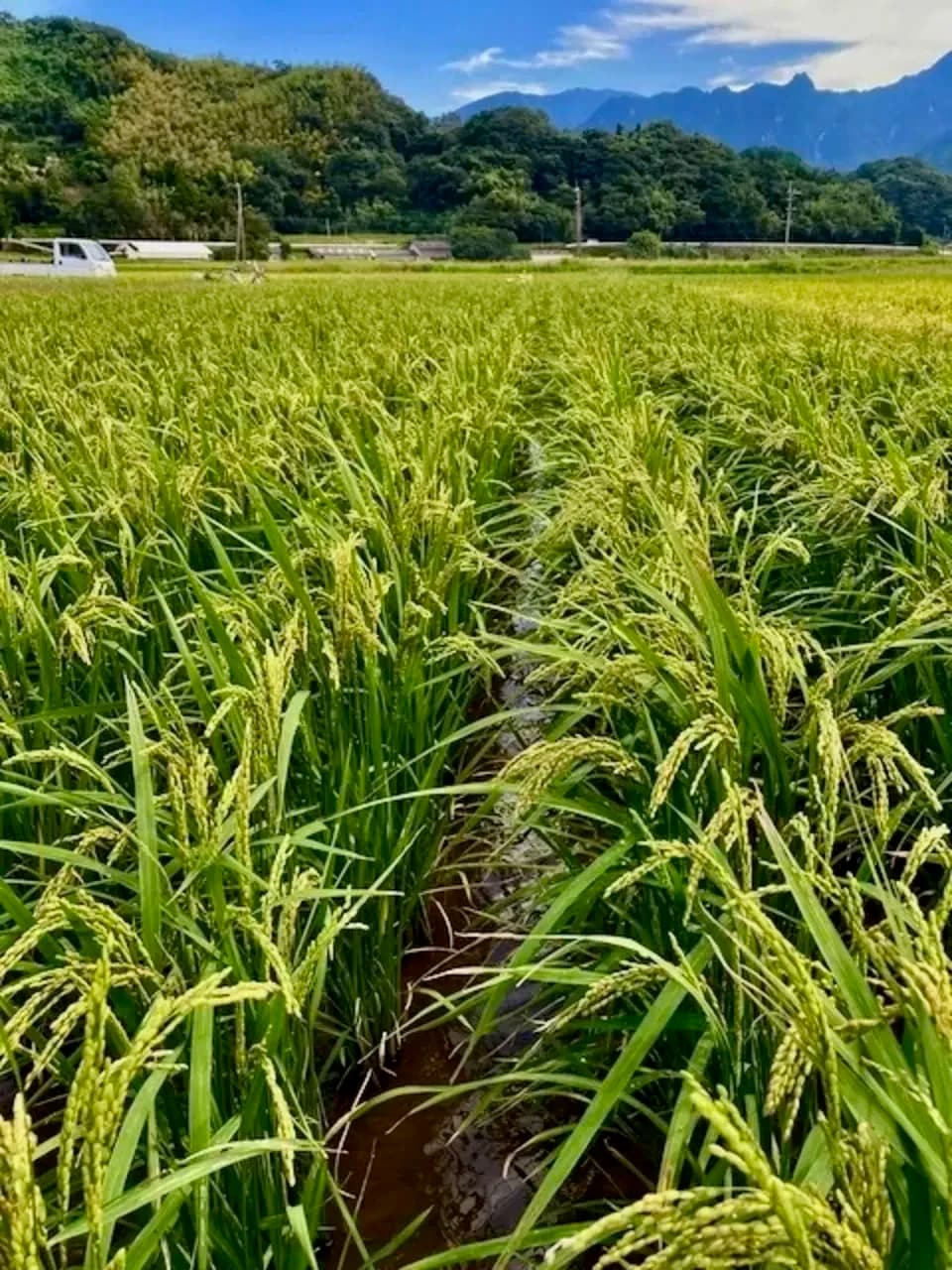 【玄米】令和7年産 / 神力  （無農薬・無肥料）