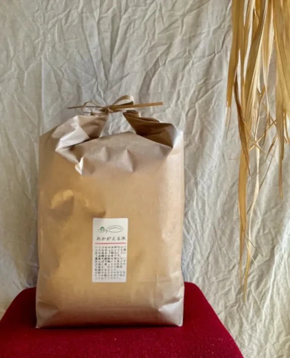 朝日米 玄米 25kg 令和7年産 九州・鹿児島で無農薬・無肥料で作った朝日米。噛むほどに味わいが