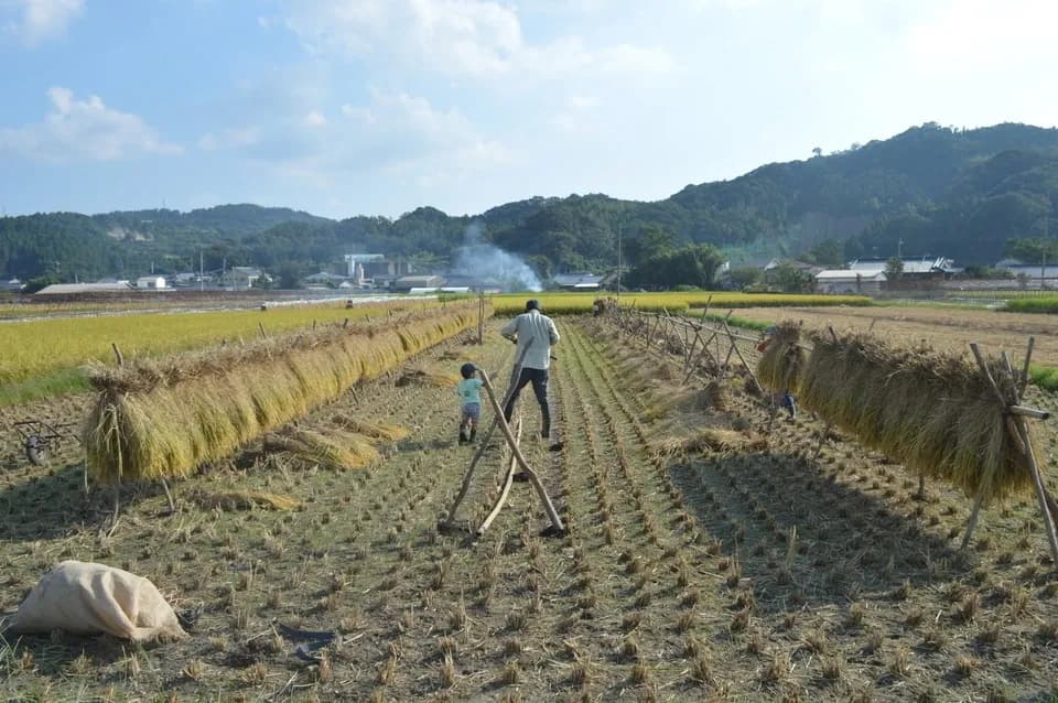 古代米mix（三種混合）令和7年産（無農薬・無肥料/ハザかけ天日干し