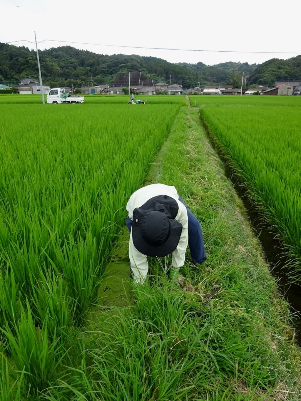 地獄の草取り