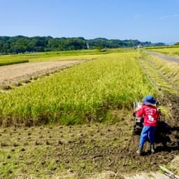 稲刈りが始まっています
