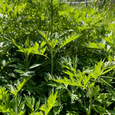 よもぎ茶収穫頑張ってます！