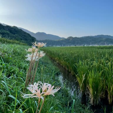 今年の9月は暑いですね！最近の赤米と黒米と田んぼの様子です。